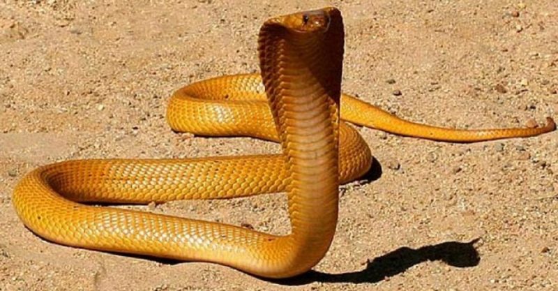 Mộng thấy rắn vàng đánh đề con gì?