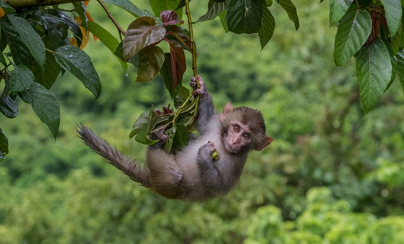 Mơ thấy khỉ đang leo trèo trên cây